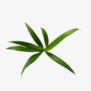 春天绿叶免抠装饰植物元素