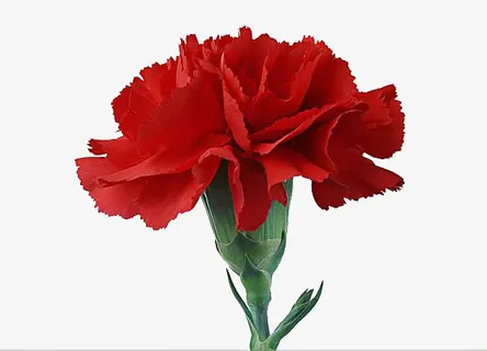 正红色康乃馨免抠素材免抠
