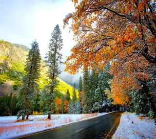 冬天枫树出太阳水泥马路免抠