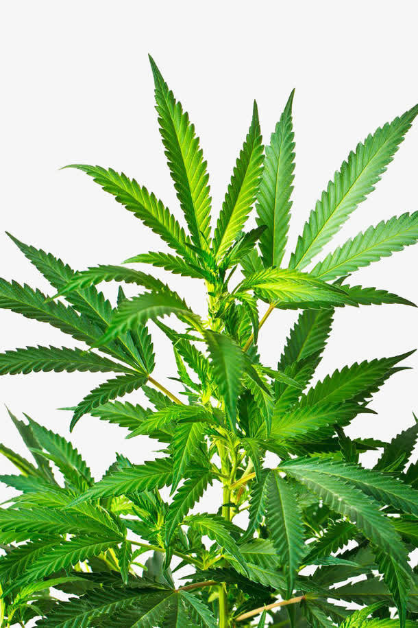 印度大麻特写免抠