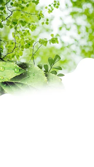 清新清爽树叶H5背景高清