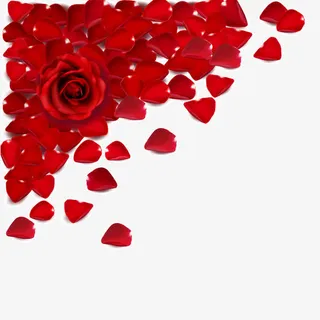 红玫瑰免抠