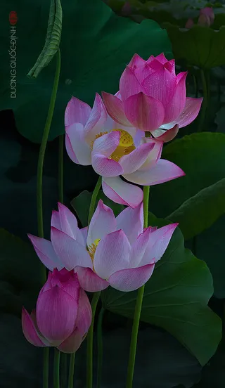 绿叶荷花叶子高清免抠