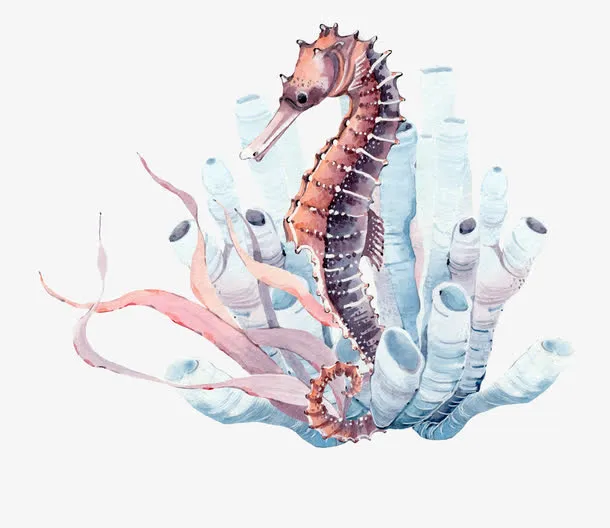 海洋生物免抠