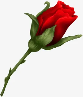 一枝玫瑰免抠
