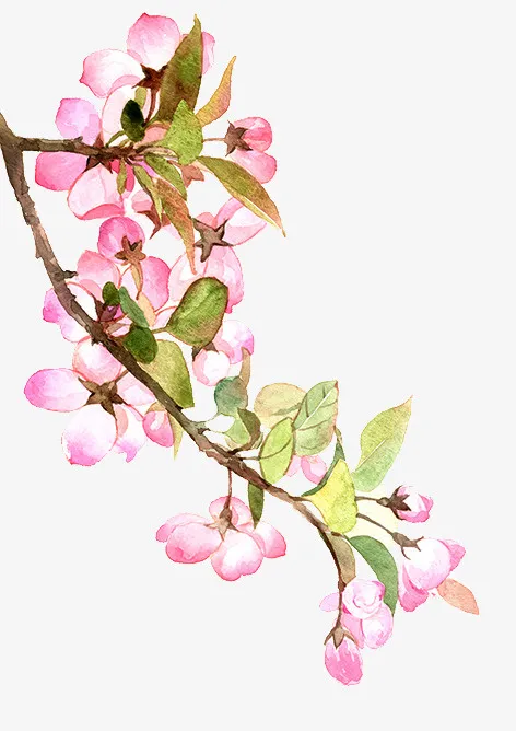 一直手绘的桃花免抠