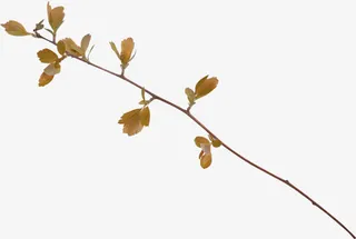 细树枝实物图片免抠