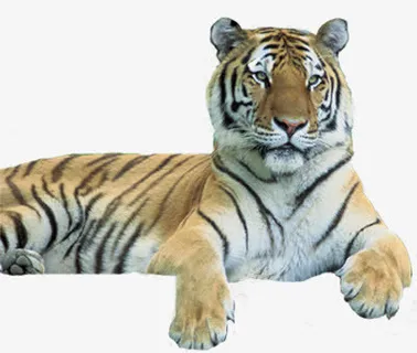 老虎免抠