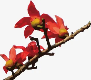 枝条上的木棉花免抠