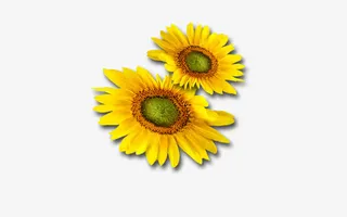 金色葵花无叶免抠