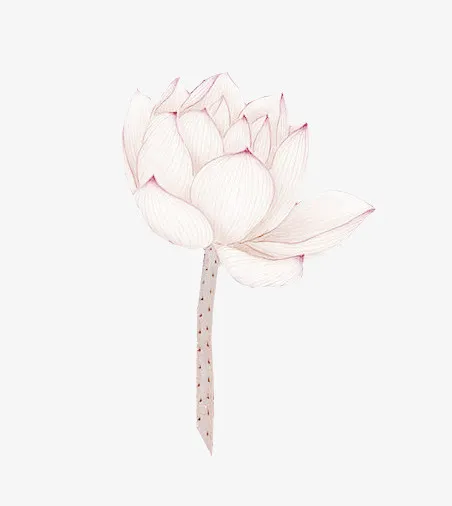 荷花免抠