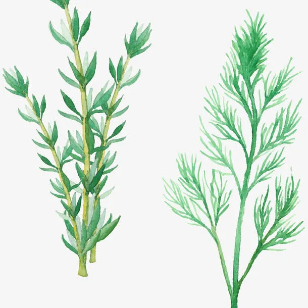 水彩调味香草免抠