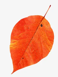 黄色 叶子装饰免抠