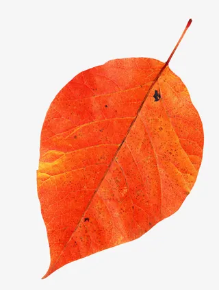 黄色 叶子装饰免抠