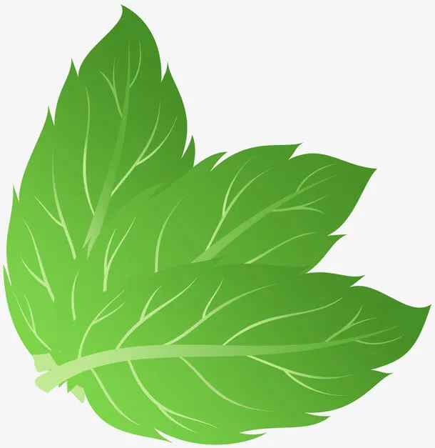 手绘薄荷叶素材免抠