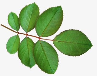 绿色的玫瑰叶免抠