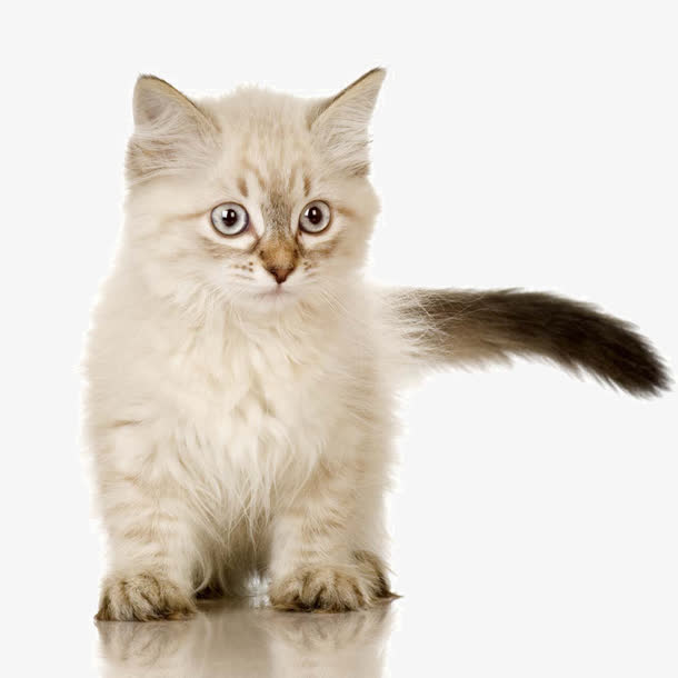 可爱的小猫免抠