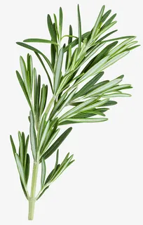 叶子龟背竹迷迭香免抠