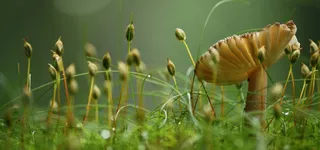 原始森林野生菌菇背景高清