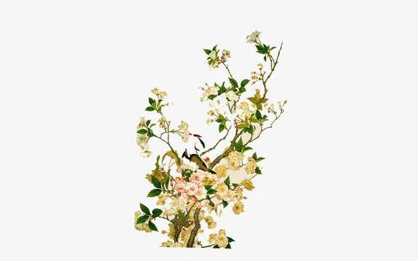 二十四番花信风-梨花免抠