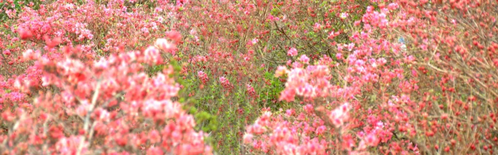 桃花林背景高清 桃花林背景高清