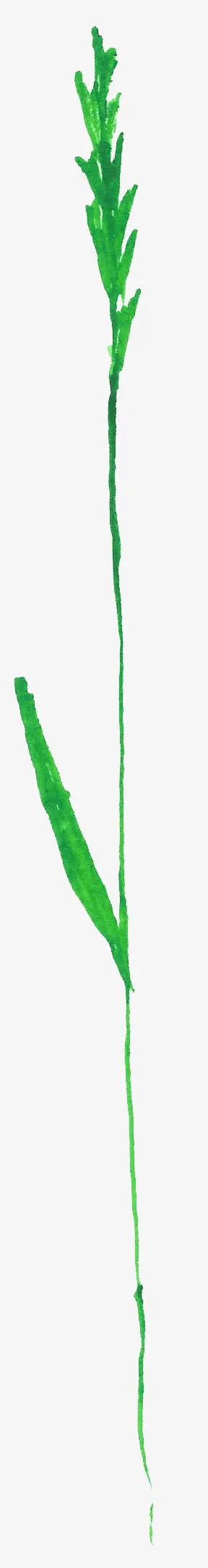 水彩绿草免抠