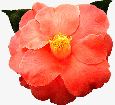 红色茶花免抠