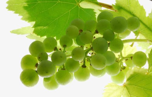 葡萄庄园葡萄架免抠