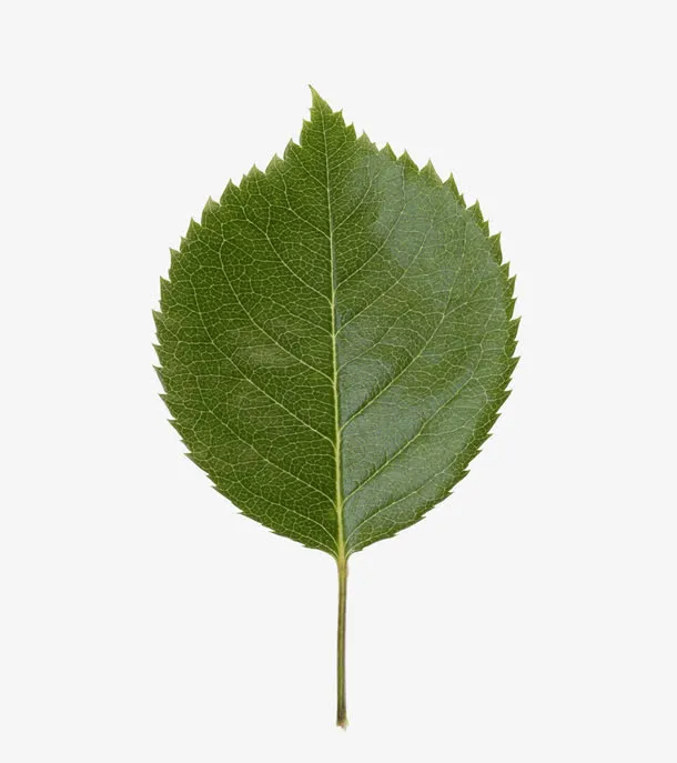 玫瑰叶特写免抠