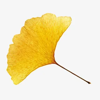 一片银杏叶免抠