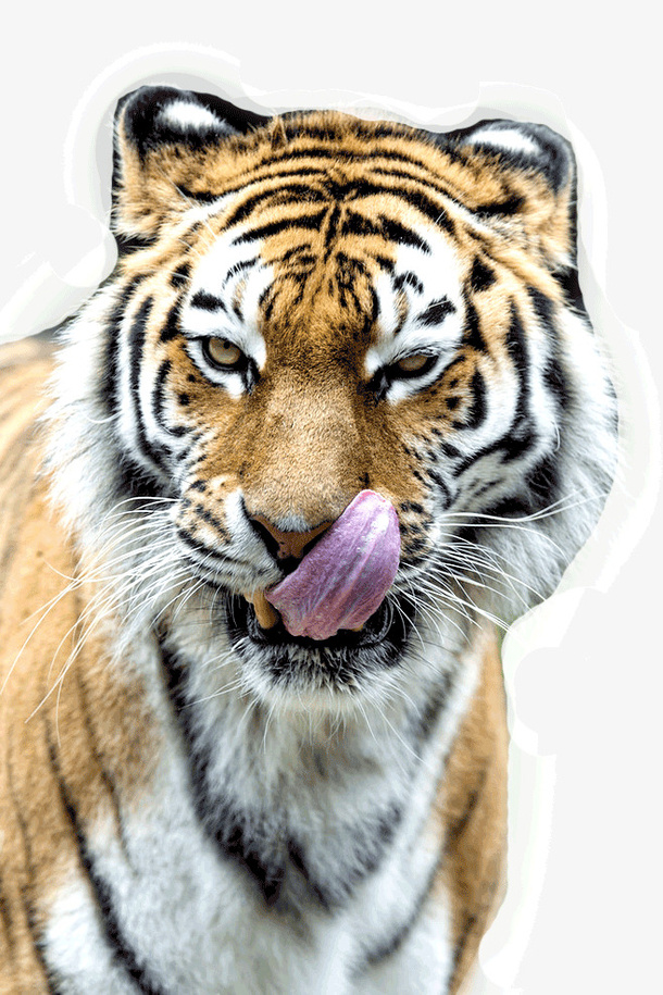 卖萌的老虎免抠