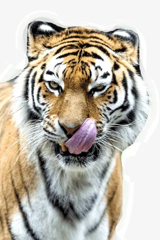 卖萌的老虎免抠