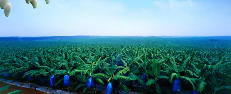 农业南方水果产业树背景banner