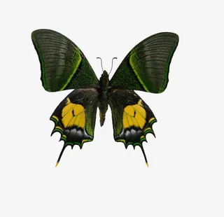 金斑喙凤蝶免抠