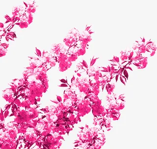 极简风春季桃花免抠