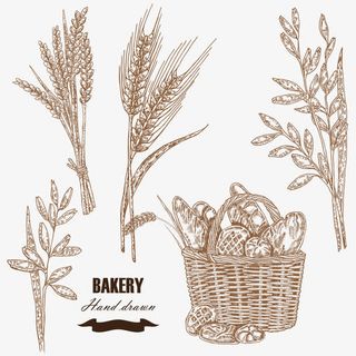 小麦与面包素描免抠