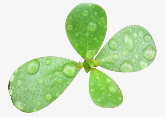 马齿笕叶子免抠