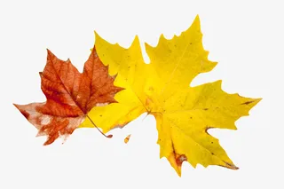 金黄色槭树科静止的树叶和红色枫免抠