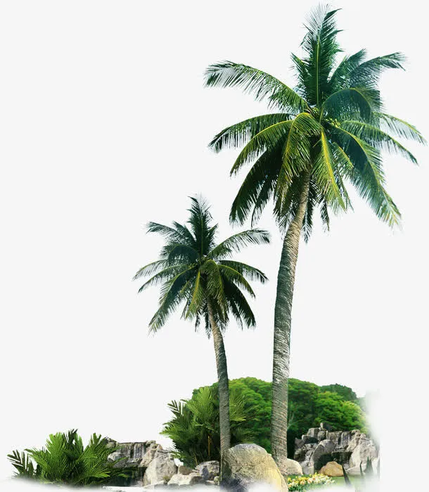 沙滩棕榈树免抠