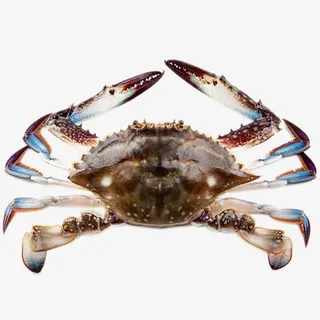 高清新鲜梭子蟹免抠