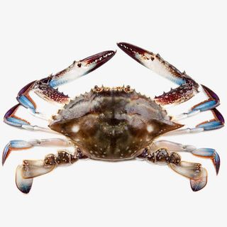 高清新鲜梭子蟹免抠