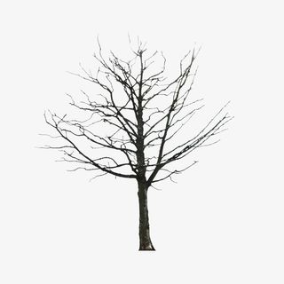 干枯的树免抠