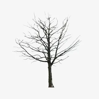 干枯的树免抠