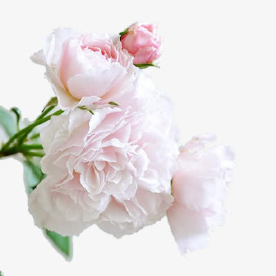 粉色月季花免抠