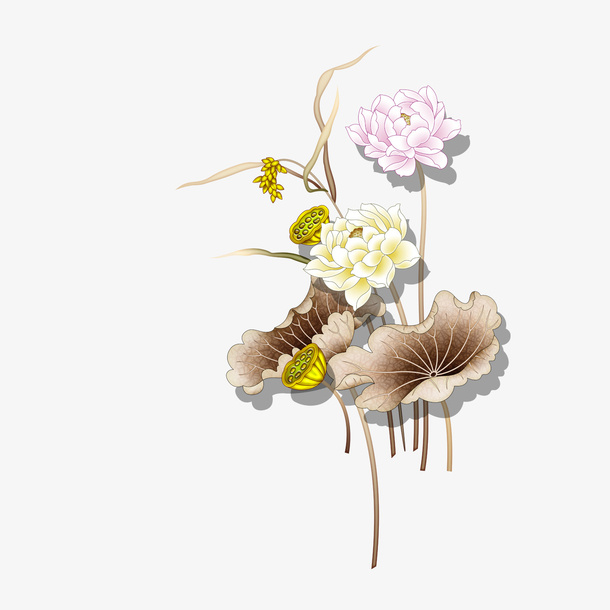 荷花免抠