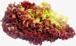 一大颗红叶生菜免抠