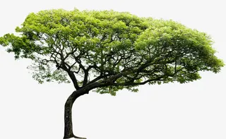 春天园林大树景观装饰免抠