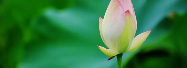 荷花免抠