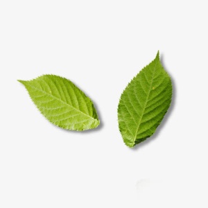 绿色树叶元素免抠