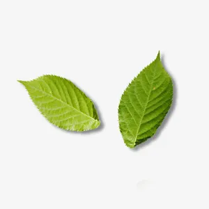 绿色树叶元素免抠